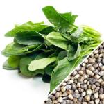 Spinach_-_Winter_Giant_seeds_1024x1024