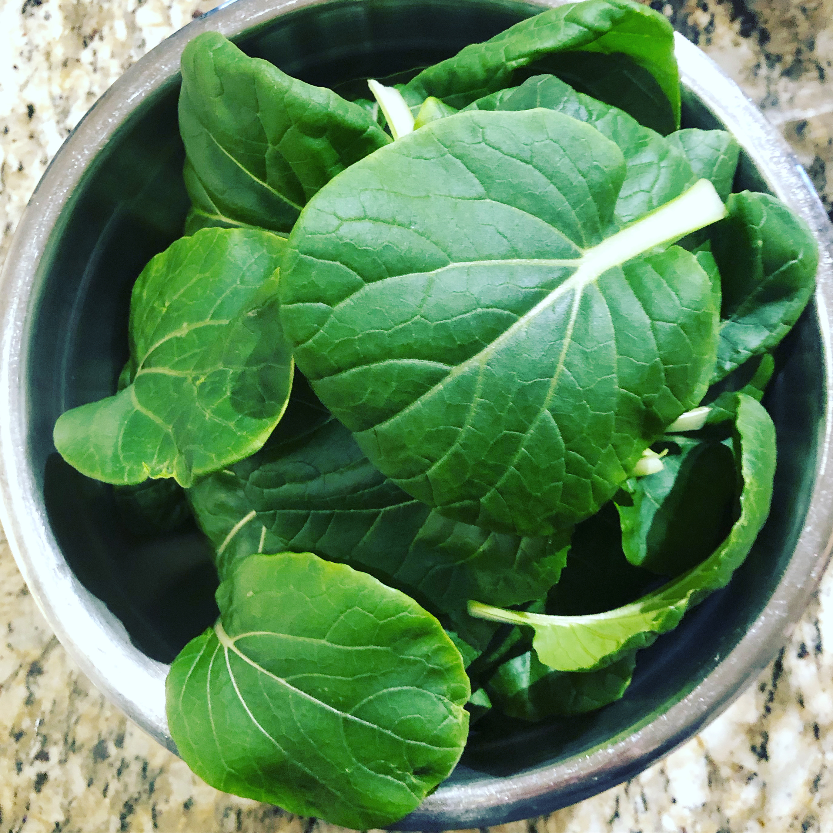 hydroponic-bok-choy-garden-fresh
