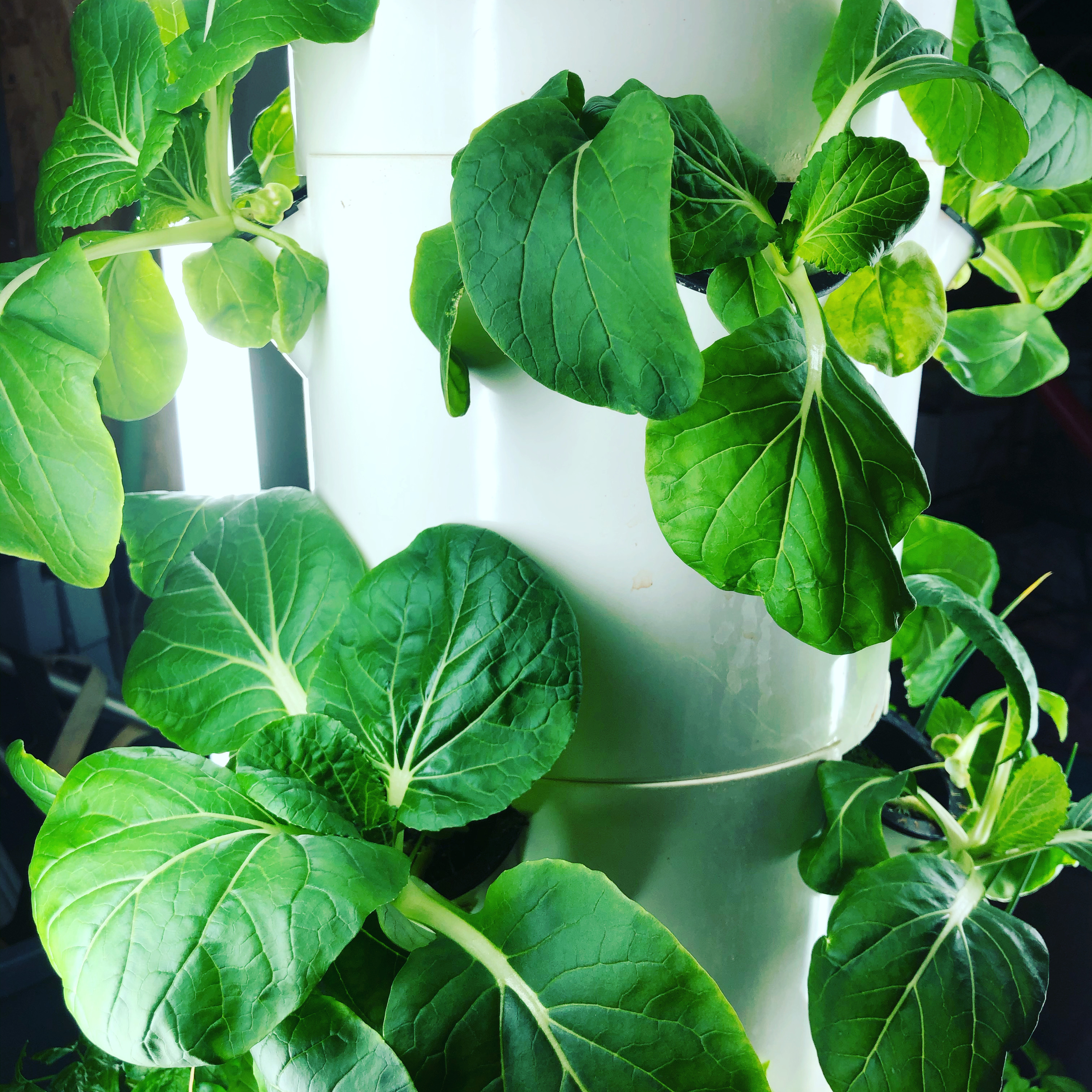 hydroponic-bok-choy-tower-garden