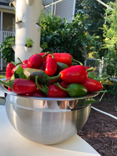 Bowl of Jalapeño Peppers Hydroponically Grown