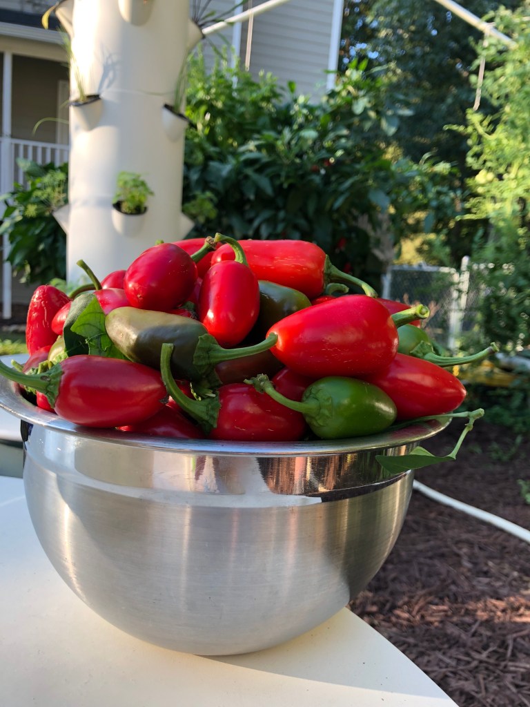 Bowl of Jalapeño Peppers Hydroponically Grown
