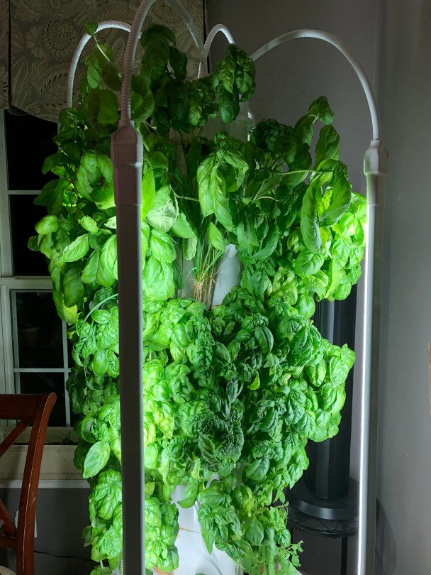 Basil growing indoors on a Tower Garden
