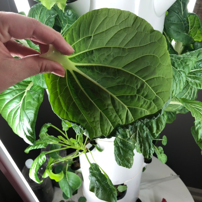 Bok Choy leaf from indoor Tower Garden