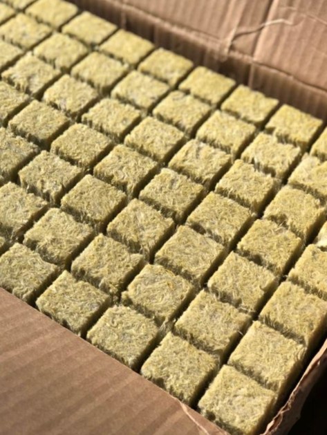 Underside of rock wool cubes ready for hydroponic growing