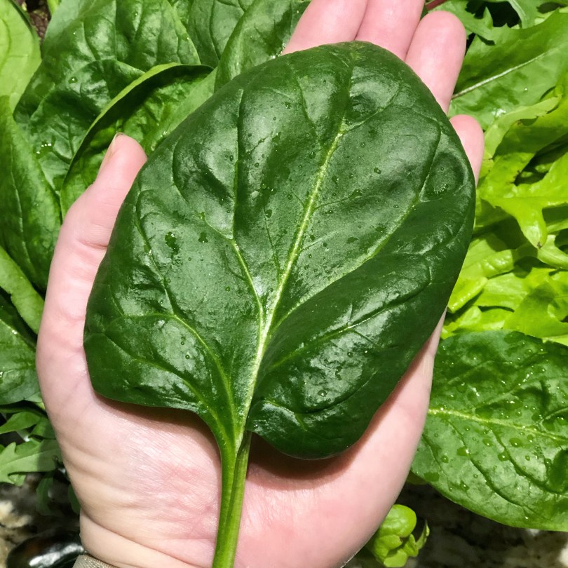 Hydroponic Tower Garden Spinach Leaf