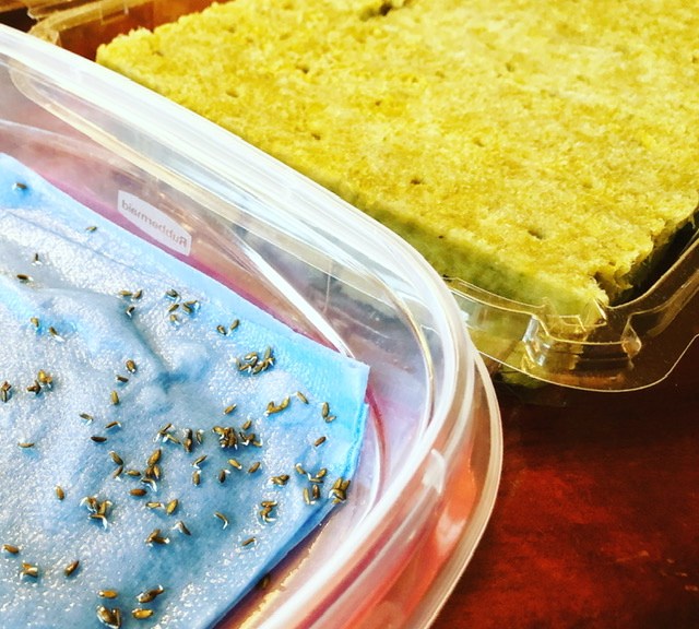 Germinated seed awaits going into rockwool