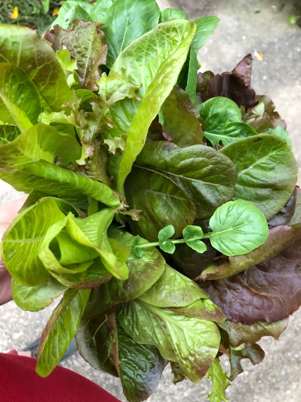 Growing hydroponic Greens on the Tower Garden