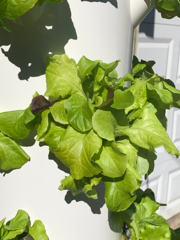 Growing greens on the hydroponic Tower Garden