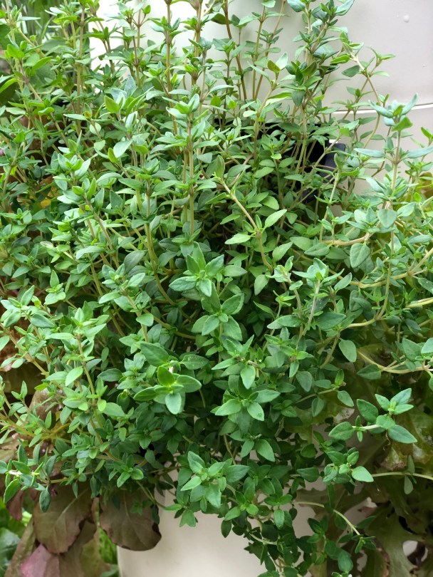 Hydroponic Thyme Herb on Tower Garden