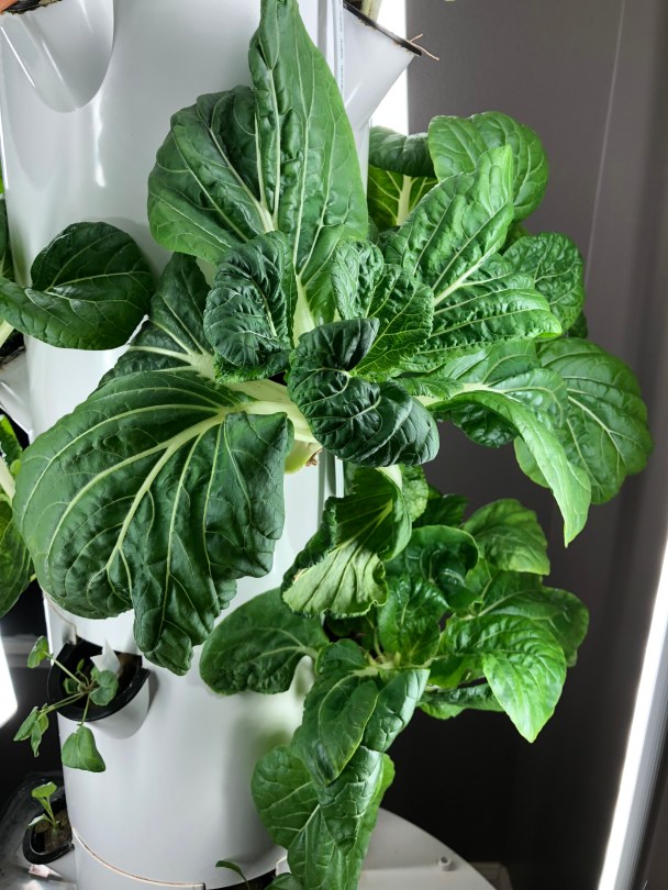 Bok Choy growing on the Tower Garden