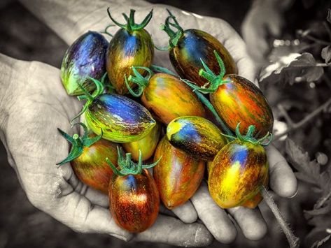 Brad's Atomic Grape Tomato Plant
