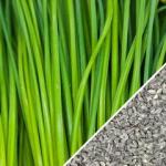 Garlic Chives by Seed Now