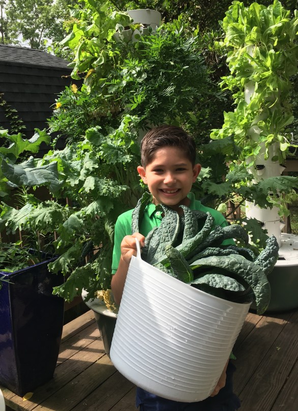Little boy helping to harvest kale from hydroponic Tower Garden