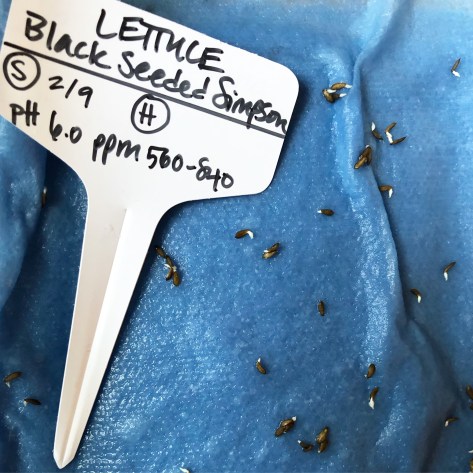 Seed germination rate test