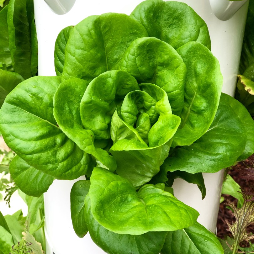 Butterball Lettuce Growing on a Tower Garden