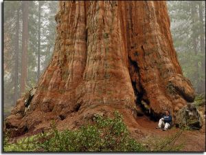 giant-redwoods