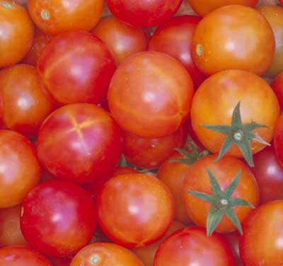 It's Like Candy Tomato Plant