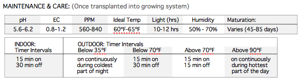 Hydroponic Lettuce Growing Guide