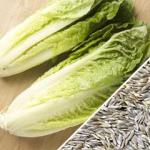 Lettuce-Romaine-Classic-SN