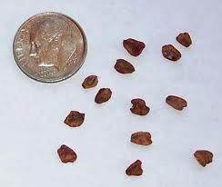 Redwood Seeds Scale to a Dime