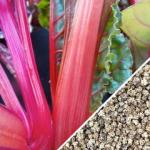 Swiss-Chard-Hot-Pink-seed-SN