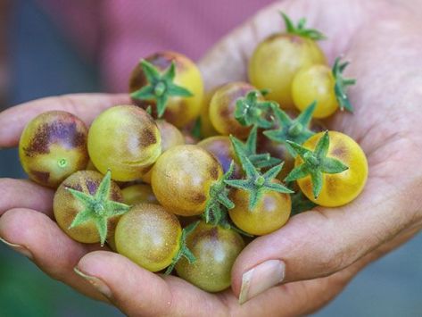 Blue Cream Berries Cherry Tomato Plant