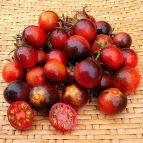 Dancing with Smurfs Tomato Plant