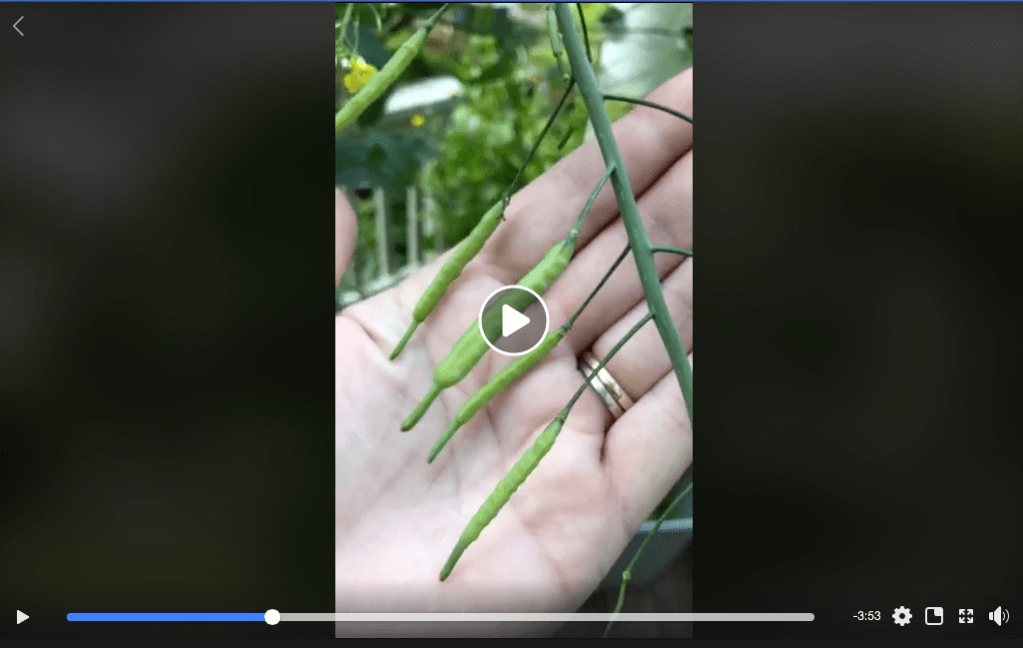 How To Collect Bok Choy Pac Choi Seed Collection Tip