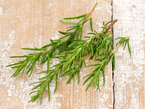 Herb Rosemary Plant Start