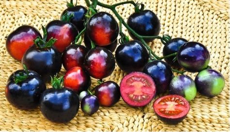 Indigo Rose Tomato Plant