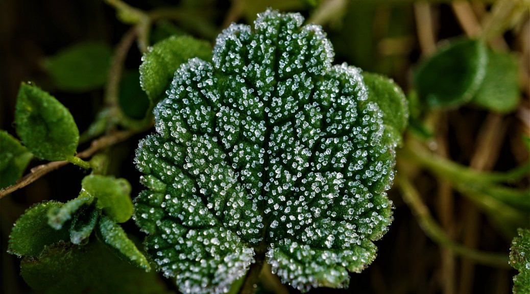 Green Leaf with first signs of frost showing
