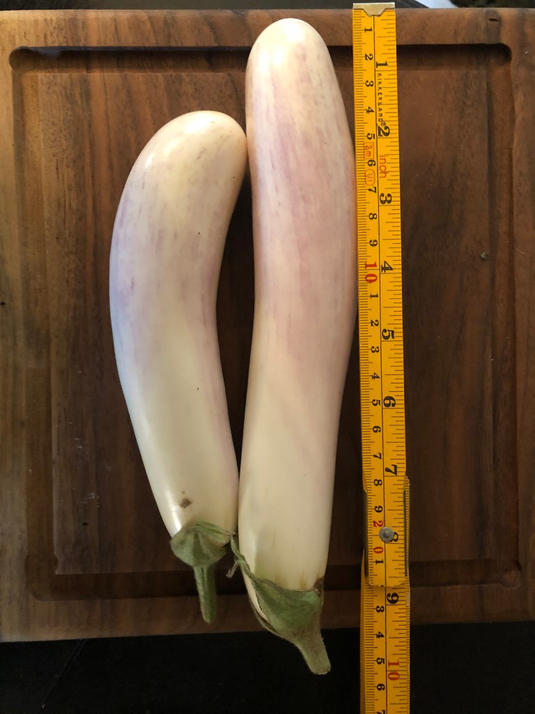 Hydroponic Seed Bride Eggplant Size with Ruler Grow Your Health Gardening Hydroponic Eggplant grows between 7"-9" in length