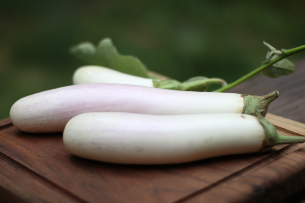 Hydroponic Bride Eggplant Grow Your Health Gardening