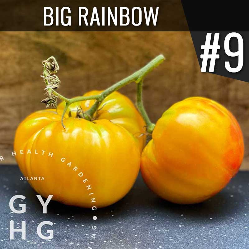 Grow Your Health Gardening Seed Company Big Rainbow Heirloom Tomato: Number 9 most productive variety from 2021