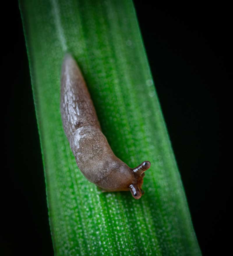 slug on a leaf