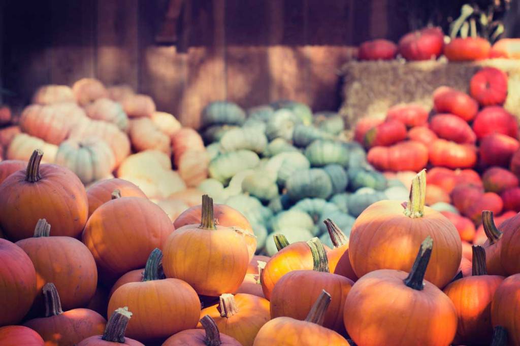 Pumpkin patch at local farm ready for guests to pick out the "perfect pumpkin" for their front porch.