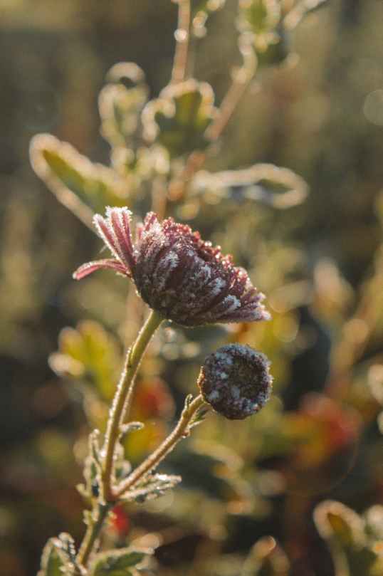 close up of a frosted flower