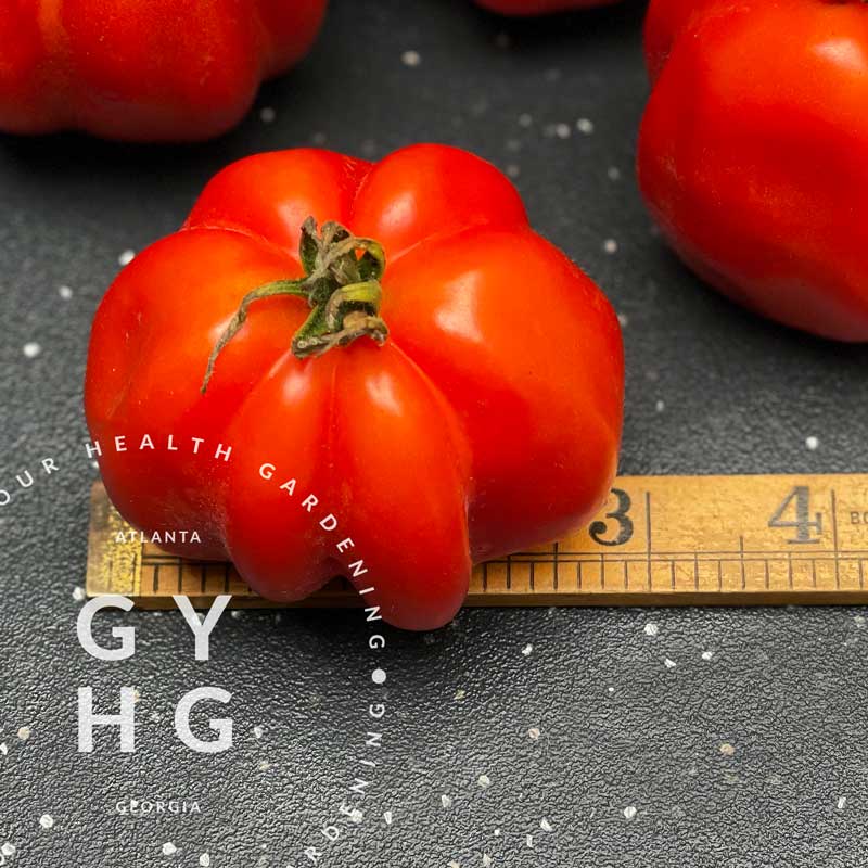 Charlie Chapman Heirloom Tomato Seed for Sale Hydroponic adapted
