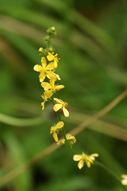 Common Agrimony (Agrimonia eupatoria), Box Hill