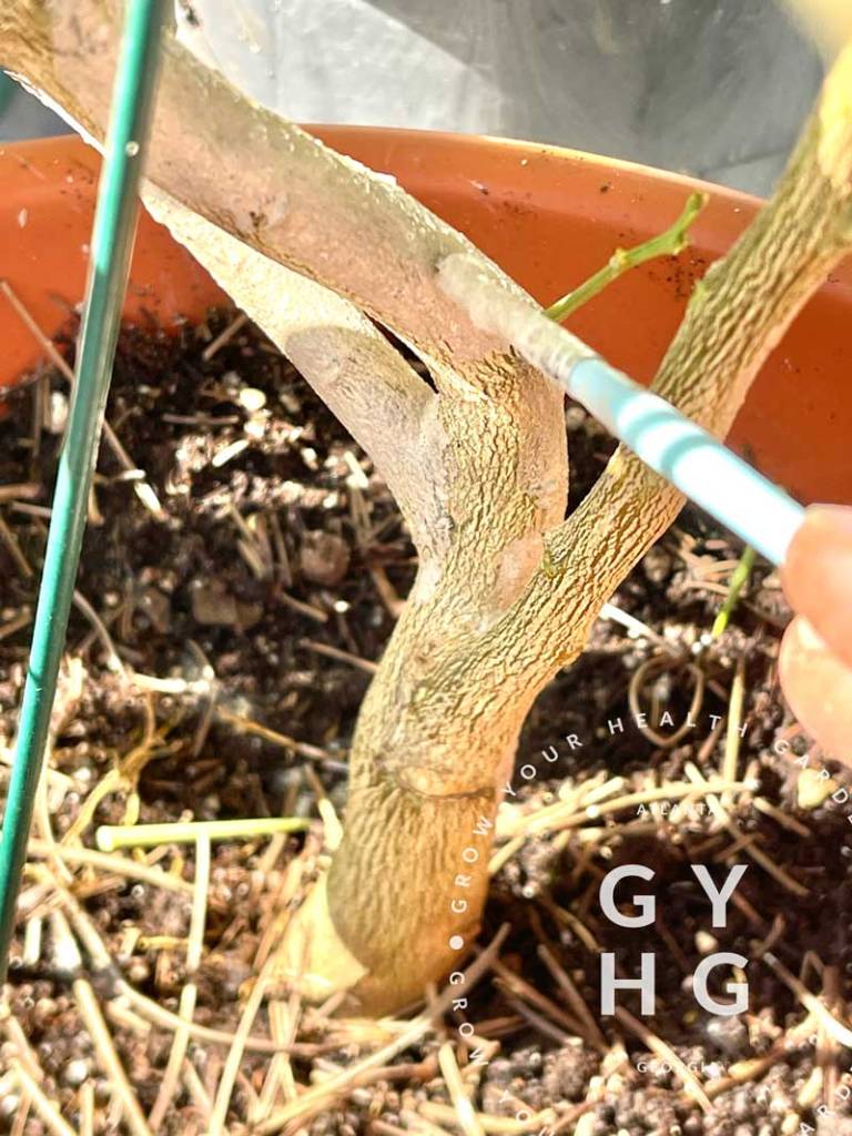 Painting on 3-in-1 IV Organics onto trunk and lower limbs of citrus satsuma tree during month of February to provide protection from pests, sun, and rodent pressure.