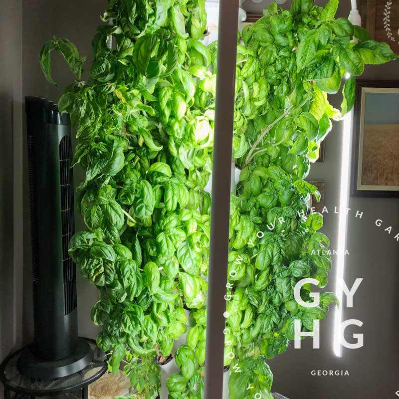 Growing basil indoors on a hydroponic aeroponic Tower Garden