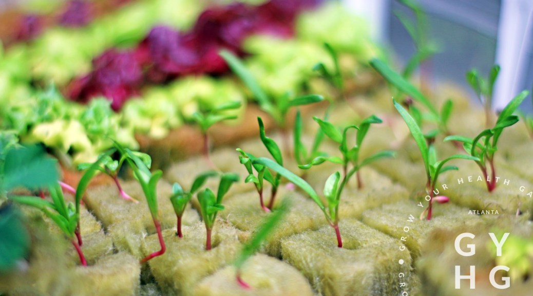 seedlings growing in Rockwool