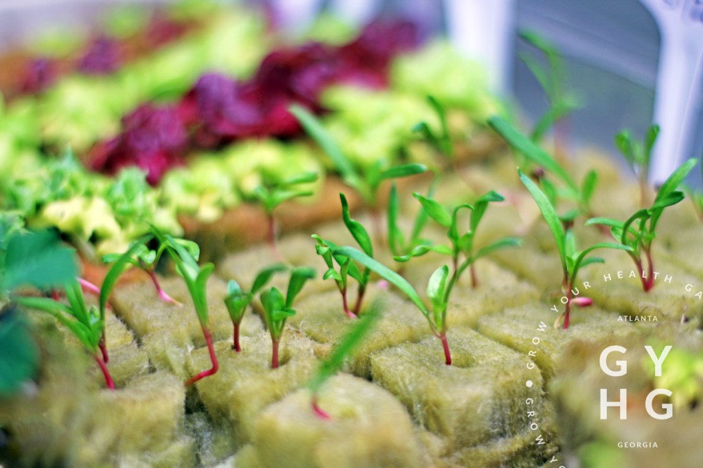 seedlings growing in Rockwool