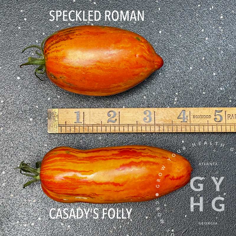 Casady's Folly Open Source Tomato Paste Variety bred and developed by Tom Wagner Tomato breeder. Seed for Sale Hydroponic Adapted