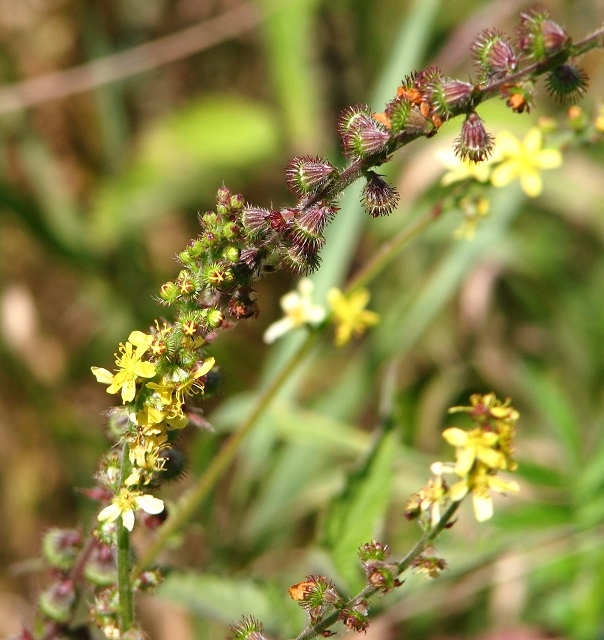 Agrimony (Agrimonia eupatoria) - flowers and seedheads