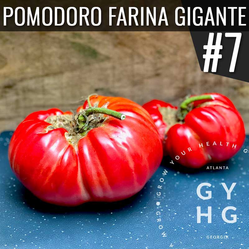 Grow Your Health Gardening Seed Company Pomodoro Farina Gigante Heirloom Tomato: Number 7 most productive variety from 2021